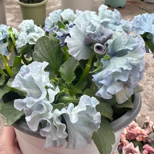 Semi di violetta cornuta - resistenti per il giardino Viola cornuta - semi esotici decorazione soggiorno acquistarere di violetta cornuta perenni 350pcs