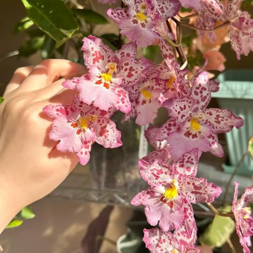 Semi di orchidea Oncidium - vecchie varietà semi di come bomboniera da balcone per gli amanti del giardino da ufficio raro arredamento del soggiorno 300pcs