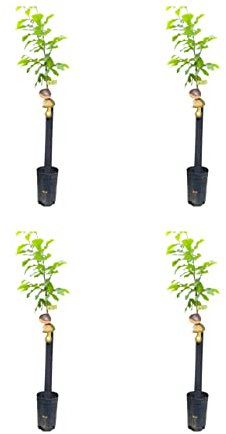 HIFAS- Árbol Frutal castaño. Pack de 4 árboles. Produce castañas grandes y setas (Boletus edulis). Altura 1-1,20m. Macetas de 3,5 litros. Variedad Marigoule, resistente a la tinta.