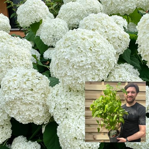 Hydrangea Annabelle Shrub | Smooth Hydrangea | Large White Blooms | 2L Growers Pot