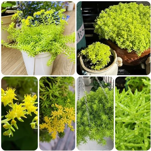 Semillas de Sedum Lineare, cobertura del suelo semillas de balcón de jardín de rocas 100pcs