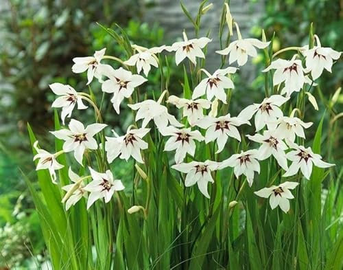 Peacock Orchids - Unique in Appearance with Strong Fragrance - Summer Flowering Bulbs - Ready for Planting Now (15x Acidanthera Peacock Orchids)