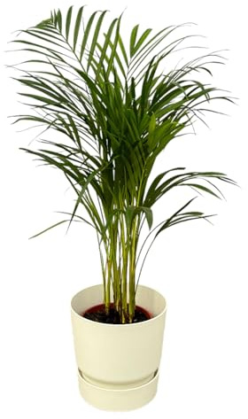 Palmier Areca dont Greenville Rond blanc - 60-70cm - Ø19cm - Plante d'intérieur - Ensemble complet - Plante avec pot