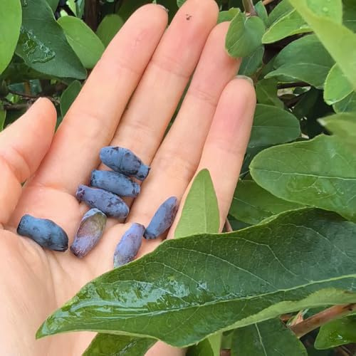 semi di mirtillo siberiano, appartamento fresca biologica esotiche estremamente resistenti per il giardino, 250pcs