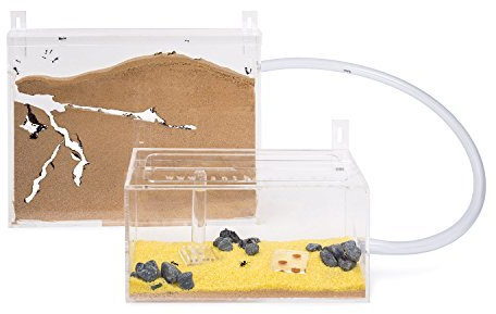 AntHouse - Natural Sand Ant Farm - Big Acrylic Wall Kit