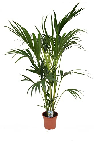 DECOALIVE Palmera de Interior Grande Natural Kentia 125 cm Altura, 8435712003339