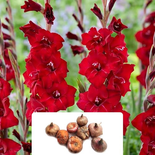 8 Gladiolus Bizet Bulbs – Vibrant Red Blooms – Summer-Flowering Perennials – Perfect for Adding Drama to Your Garden – Ideal for UK Climate