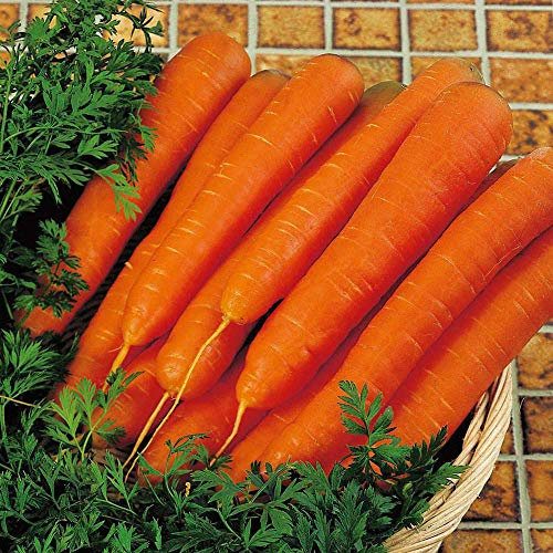 Suttons Carrot Seeds - F1 Resistafly, Vegetable Seed, Approx. 180 Seeds per Pack, Grow Your own, Ideal for Beds and Borders and Greenhouses