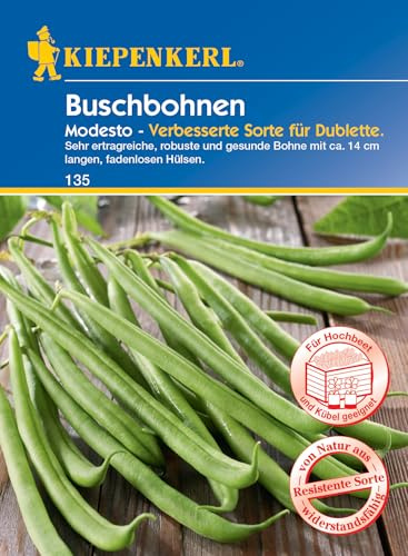 Kiepenkerl Buschbohnensamen Modesto 135 - Resistente Gemüsesamen für Hochbeet und Kübel - fadenlose Hülsen - hoher Ertrag - 10 Wochen bis zur Ernte