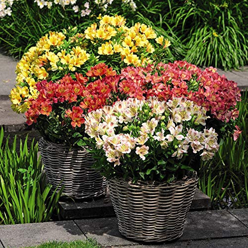Alstroemeria Valley Collection Peruvian Hardy Perennial 3 Jumbo Plugs by Thompson and Morgan