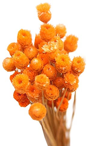 VONGLYHOO Bouquet De Fleurs Séchées Bouquet De Marguerites Séchées Fleurs Sèches Naturelles Décoration De Fleurs Sèches Naturelles Dans Un Vase Tableau Floral 50 Tiges Orange