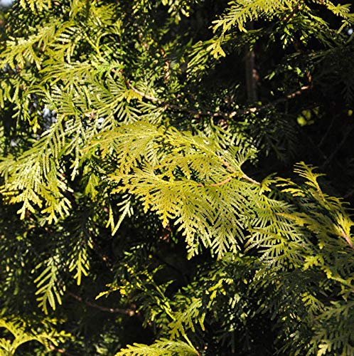 Lebensbaum Brabant 80-100cm - Thuja occidentalis - lebende Gartenpflanze aus den Baumschulen