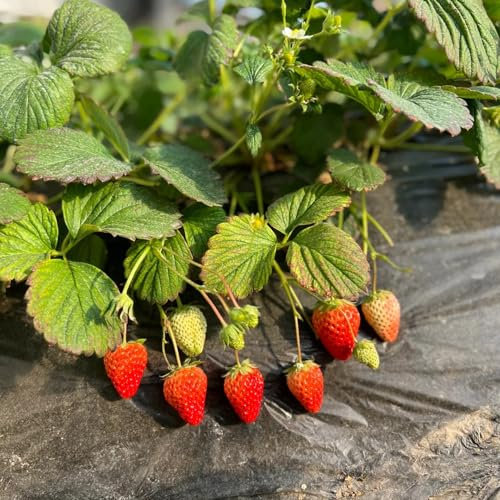 100 piezas Semillas de fresa, semillas de fresa. Invernadero De Interior, Semillas De Plantas Exóticas Plantas de fresas Semillas, plantas de balcón. Árboles frutales columnares, balcón