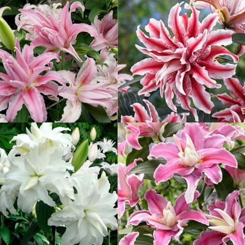 Combinazioni di Gigli/Petali doppi/singoli/Crescita rapida/Sorprendenti opportunità di piantagione-8 PCS-F