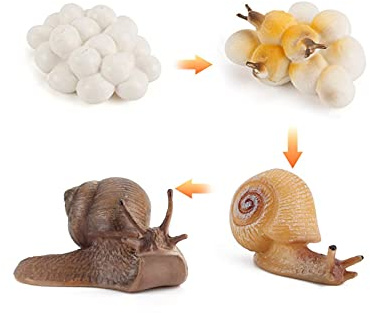 Lebenszyklus von Frosch Schnecke Regenwurm Libelle Ei Kaulquappen zu Frosch Safariologie Amphibien Figuren Spielzeug Kit Kunststoff Waldtiere Figuren Bildung Schulprojekt für Kinder (Schnecke)