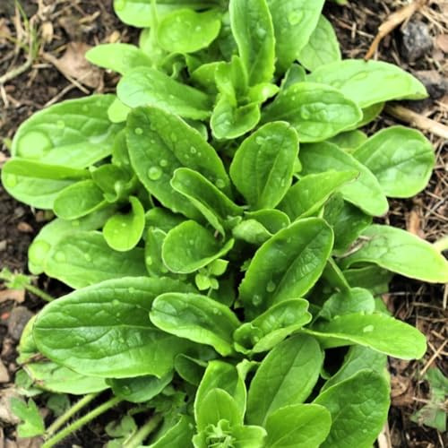 TomorrowSeeds - Dutch Corn Salad (Mache or Lamb's Lettuce) Seeds - 4500+ Count - for 2026 Planting Lamb's Lettuce Mache Rapunzel Green Spinach Bakleh Doucette Fetticus Garden Vegetable Grow Your Own