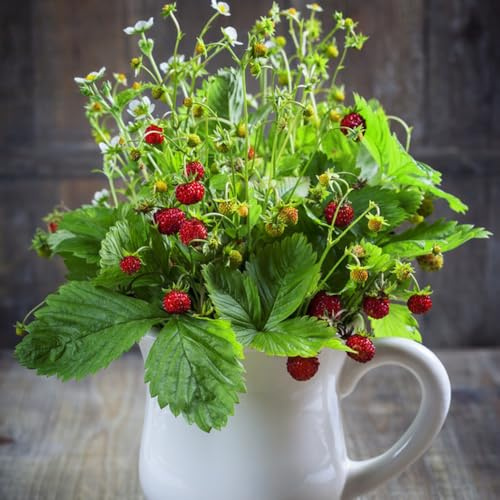 fresa silvestre silvestres de interior columnares decorativas de bonsái jardín Fragaria vesca semillas medicinales 250pcs