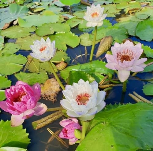 20 Lotus Seeds for Planting in Water – Precut Mixed Color Lotus Flower Seeds – Water Lily Plant for Indoor Bonsai Bowl, Outdoor Ponds & Water Gardens