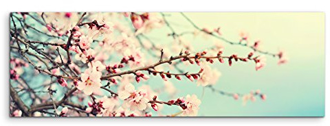 Paul Sinus Art Wandbild 120x40cm Naturfotografie – Rosa Kirschblüten auf Leinwand für Wohnzimmer, Büro, Schlafzimmer, Ferienwohnung u.v.m. Gestochen scharf in Top Qualität