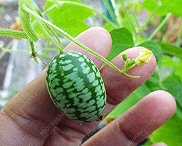 VISTARIC 4: Bonsai Semilla de limonero Semilla 50 ud/paquete Citrus limon semi di frutta giardino terrazza Seed Orchard Farm vaso limone seme Per la casa Garden 4