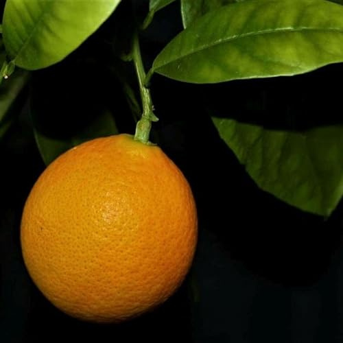 PIANTA DI ARANCIO OVALE CALABRESE innesto basso in vaso 20 (foto reali)