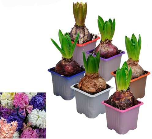 POWERS TO FLOWERS - SET 6 BULBI GIACINTO PROFUMATO Colori misti, piante vere