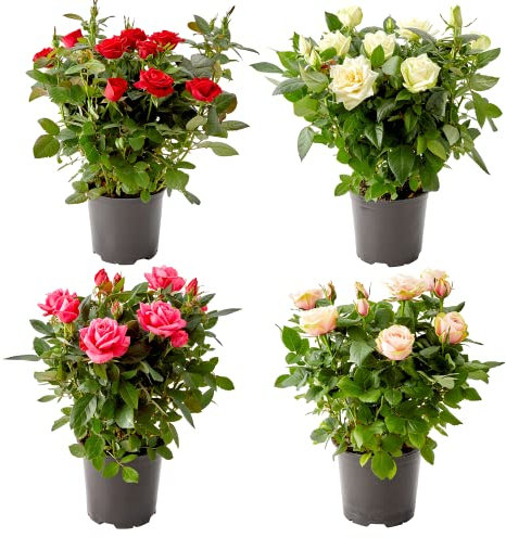 DECOALIVE Rosal Mini Pack de 4 Plantas Naturales para Decorar el Hogar
