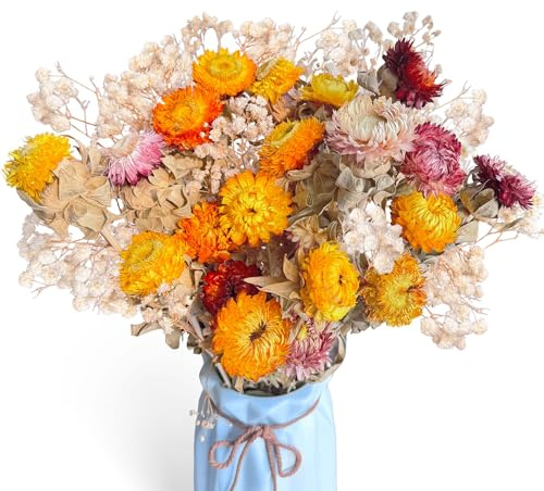 Aufisi Getrocknete Blumen, 20 Blütenköpfe Trockene Chrysanthemum Schleierkraut Getrocknet Trockenblumen für Hochzeiten, Bauernhöfe, Vasendekoration
