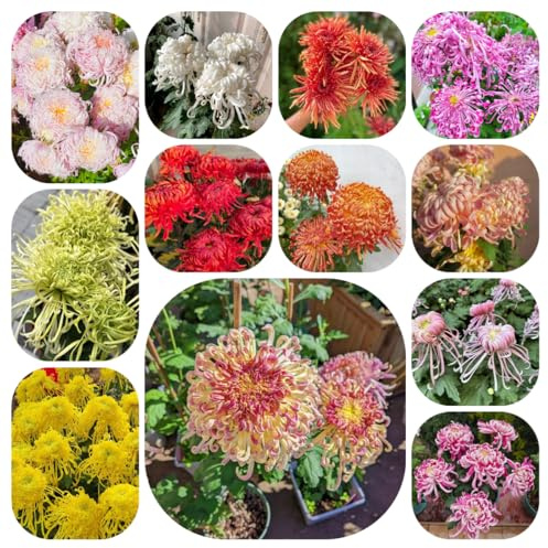 semillas de crisantemo, resistentes variedades antiguas, jardín de rocas 500pcs