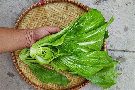 750+ Seeds Large Leaf Bamboo GAI Choi Mustard Green 大葉竹芥菜June 2021 Test Cải bẹ xanh mỡ lá lớn