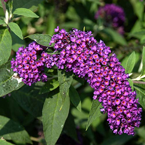 Sommerflieder Nanho Purple 40-60cm - Buddleja - lebende Gartenpflanze aus den Baumschulen