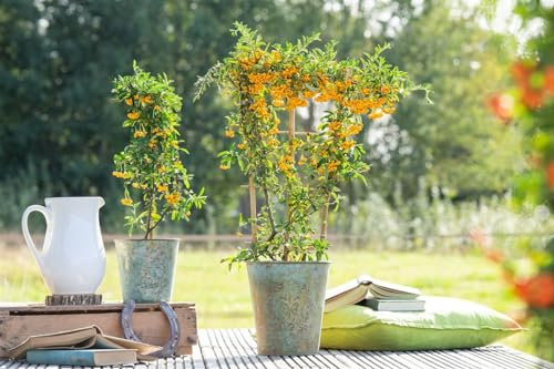 Pyracantha 'Saphyr Jaune' 60–80 cm – Winterhart, Immergrün, Pflegeleicht – Gelber Feuerdorn – Heckenpflanze für Garten & Sichtschutz