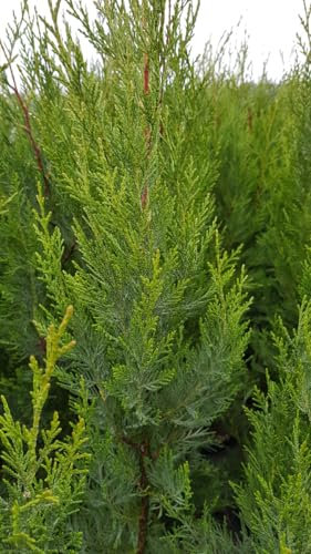 X Cupressocyparis leylandii '2001' / Cyprès de Leyland/Conteneur de 7 à 10 litres/Conifère