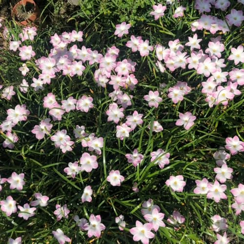 Bulbi di Zephyranthes, da balcone Zefiranthes Candida, bulbi di primaverili rare per luoghi soleggiati bulbi di precoci regali 15pcs