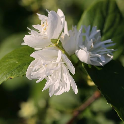 Vivai le Georgiche - Pianta vera di Philadelphus x virginalis Filadelfo - vaso Ø 18 cm