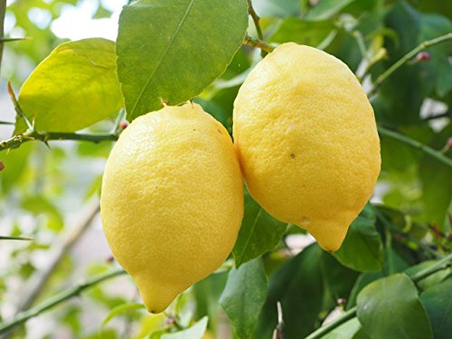 Zitruspflanzendünger, Zitronen / Orangendünger 1,5 Kg Original Mediterrano
