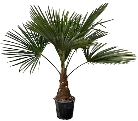 Trendyplants - Trachycarpus Fortuneii - Höhe 170-190 cm - Winterharte - Chinesische Fächerpalme - Gartenpflanze - Topfgröße Ø30cm