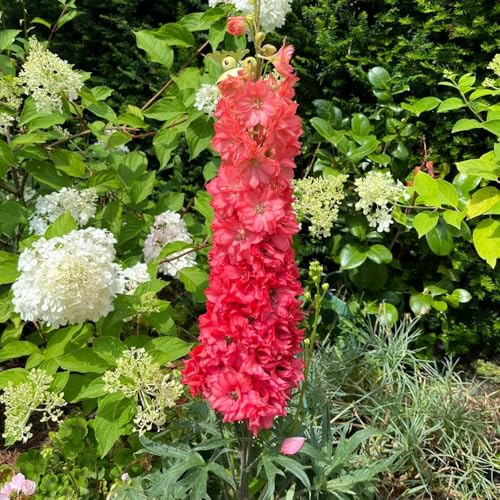 semi di delphinium - giardino perenni resistenti esterno biologici aiuola balcone 500pcs