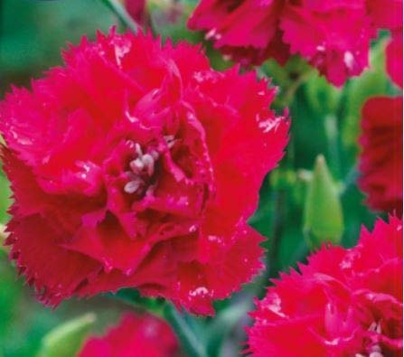 Pcs - 90x Carnation Magenta Dianthus Chabaud Garden Plants - Seeds K613 & Plants Shop by Ipsa
