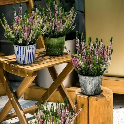 heidekraut winterhart samen, blumen,hochbeet wiesenblumen samen,balkonpflanzen winterhart samen blumenwiese,garten geschenke für frauen samen balkon,topfpflanzen für draußen 600pcs