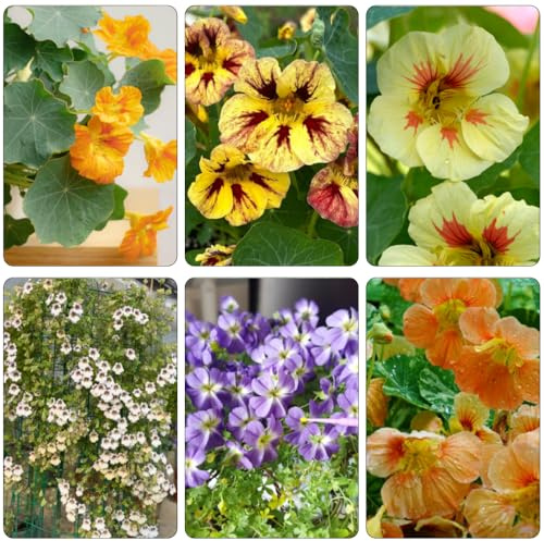 kapuzinerkresse blumenwiesensaat schmetterlingsflieder sommerblumen wildblumensamen herbstaussaat biosaatgut balkonpflanze blumenstauden winterhart büropflanzen schnittblumen 450samen