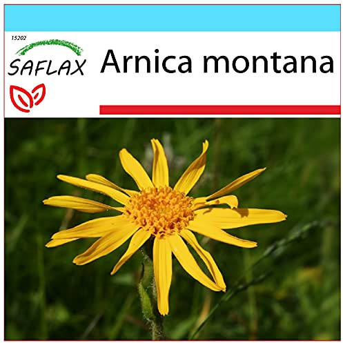 SAFLAX - Geschenk Set - Heilpflanzen - Echte Arnica - 40 Samen - Mit Geschenk- / Versandbox, Versandaufkleber, Geschenkkarte und Anzuchtsubstrat - Arnica montana