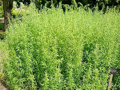 5000 Seeds of Herb Tarragon Russian Artemesia Dracunculus