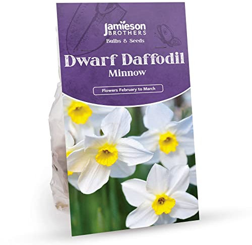 Dwarf Daffodil Bulbs, Minnow 18 Bulb Pack, – Plant in Gardens, Borders & Flowerbeds – Bulk Spring Flower Bulbs Ideal for Adding Colour to Your Area - by Jamieson Brothers