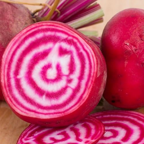Beetroot Chioggia Seeds – 200 Fresh Red and White Ringed Beetroot Seeds – Suitable Indoor and Outdoor Planting in Beds, Pots or Soil in Allotment, Balcony or Garden – Packed in UK by Meldon Seeds