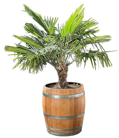 Temesso große Palme ca. 160 cm (Hanfpalme Trachycarpus fortunei) fertig gepflanzt in Weinfass, Holzfass aus Eichenholz – Holz geschliffen & geölt (mittleres Fass)