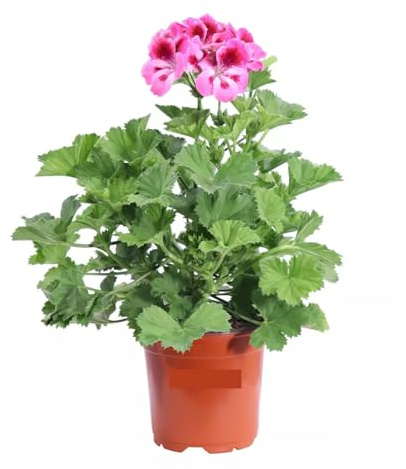 Geranio Imperiale Fucsia e Viola 1 Pezzo | Gerani Imperatore Fucsia e Viola | Fioritura Continua da Maggio a Ottobre | Facili da Coltivare | Giardinaggio, Balconi, Terrazzo e Giardino | 1 Pianta
