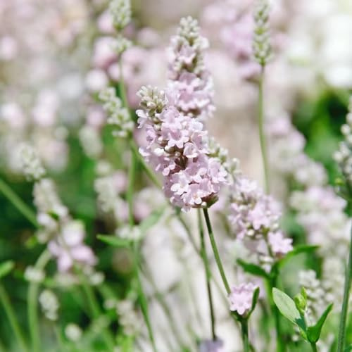 semi di lavanda - di resistenti rampicanti biologiche da appartamento esotiche decorazione del soggiorno raro giardino roccioso giardino balcone 100pcs