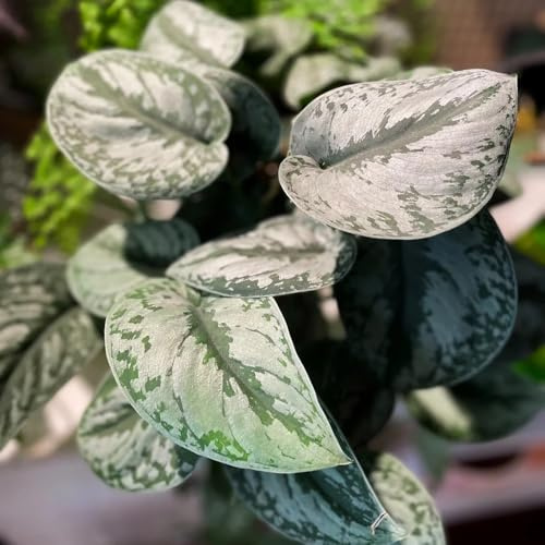 semi di pothos balcone con resistenti recisi d'appartamento 200pcs