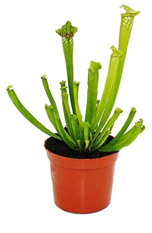 Exotenherz Schlauchpflanze - Sarracenia leucophylla - Fleischfressende Pflanze - 9cm Topf